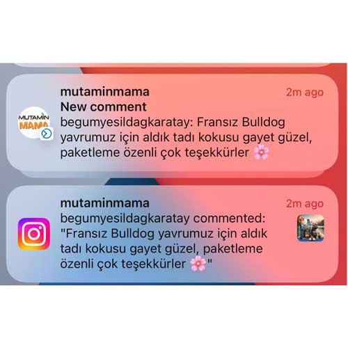 Fransız Bulldog Yavrumuz İçin Aldık.