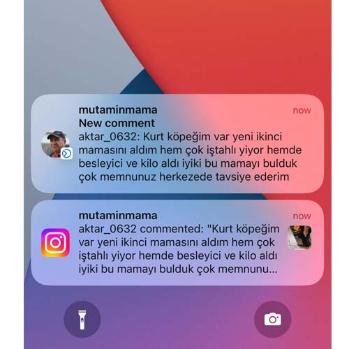 Kurt Köpeğim Var Yeni İkinci Mamasını Aldım Çok İştahlı Yiyor